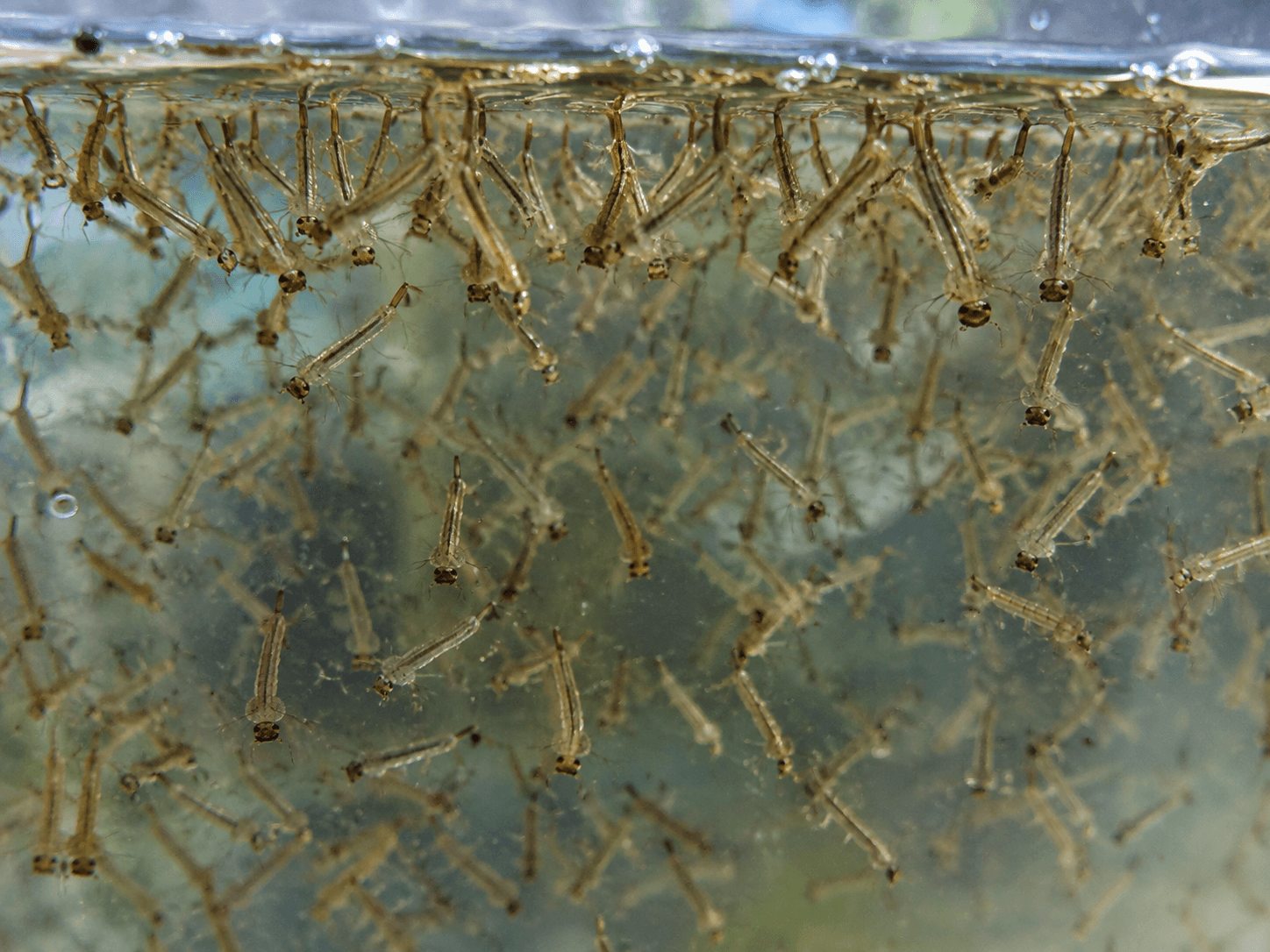 Mosquito larvae in standing water